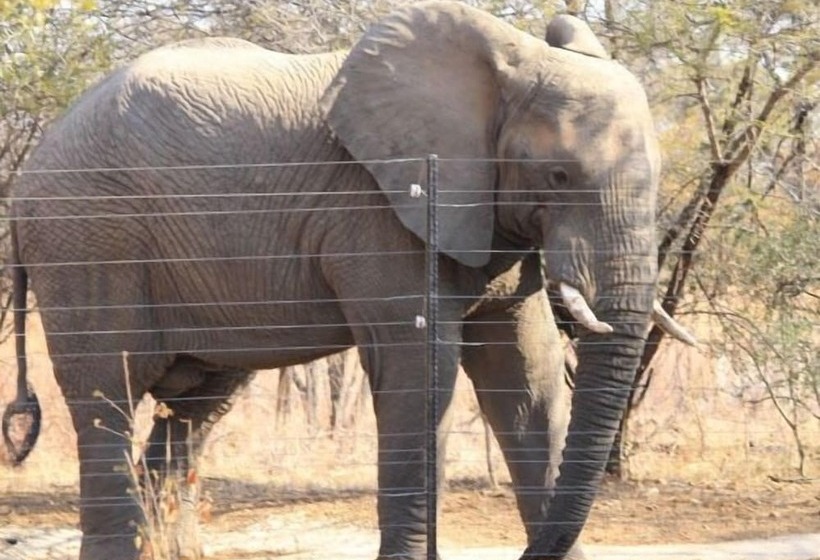 Отель Foreva Wild