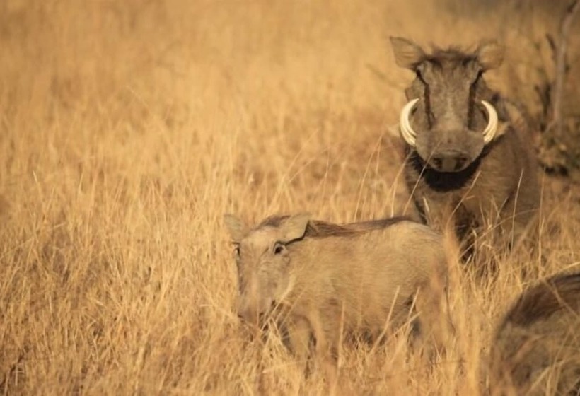 Отель Foreva Wild