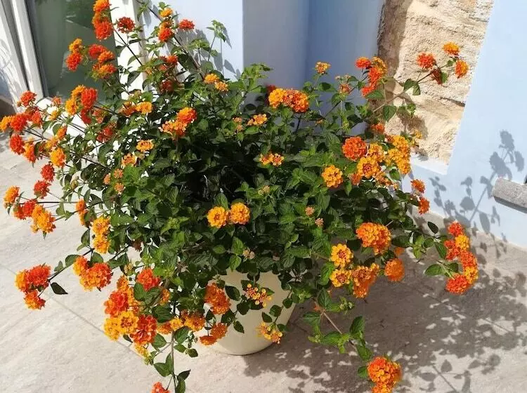 Aamiaismajoitus (B&B) A Vucciria