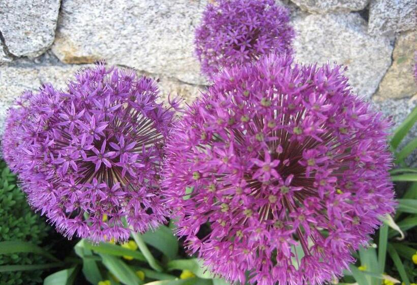 住宿加早餐  Garni Appartment Wagnerhof