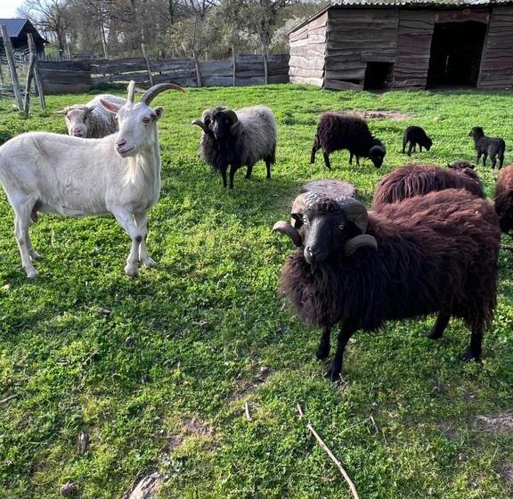 Bed and Breakfast Maison Bon