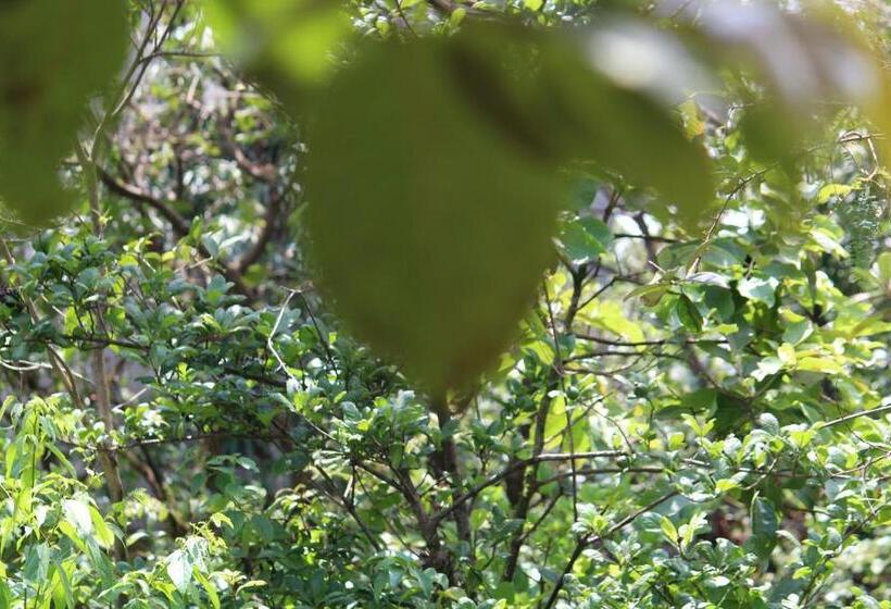 Otel Eshi Resorts And Restaurant   Bhimashankars Jungle Luxury Resort