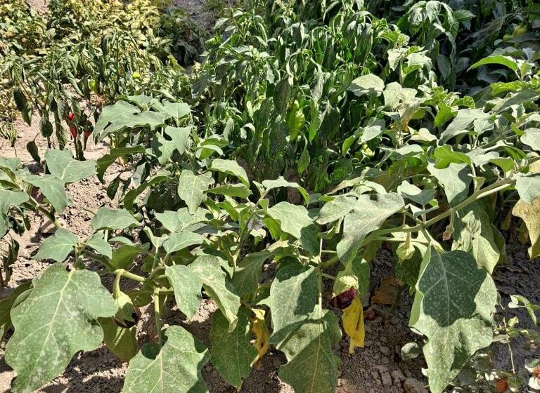 פנסיון Grand House Hostel