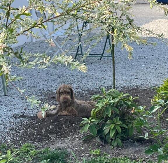 تختخواب و صبحانه L Hirondelle 3