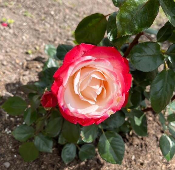 تختخواب و صبحانه L Hirondelle 3