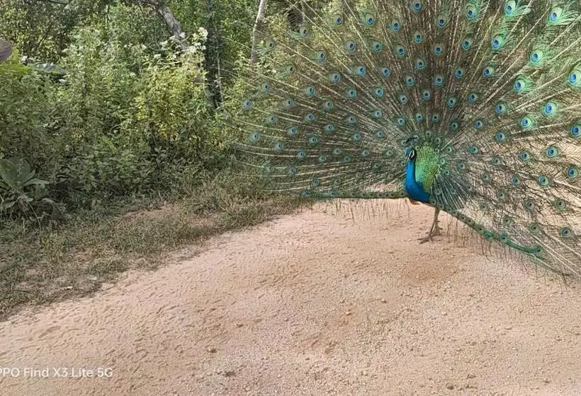 ホテル The Grandiose Safari