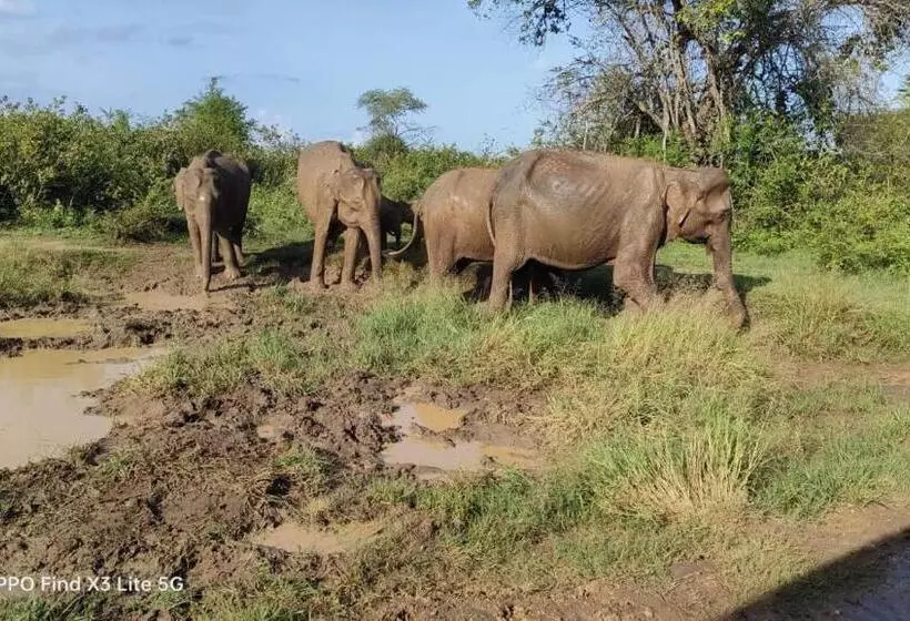 ホテル The Grandiose Safari