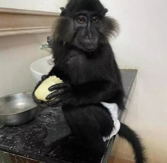 Denen Resort&minizoo