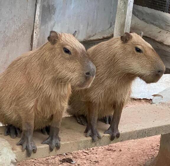 Denen Resort&minizoo