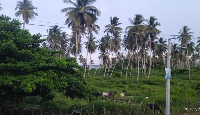 هتل Los Cocos