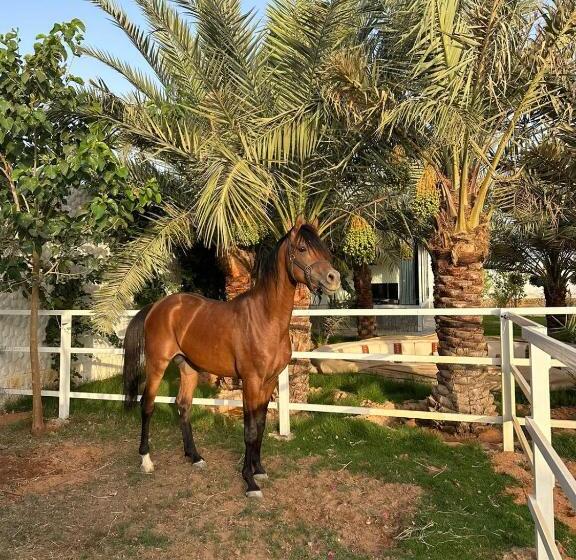 Hotel واحة القدية القسم اليوناني