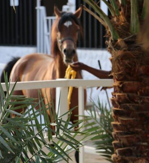 Hotel واحة القدية القسم اليوناني