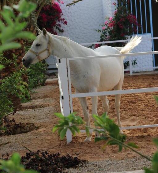 Hotel واحة القدية القسم اليوناني