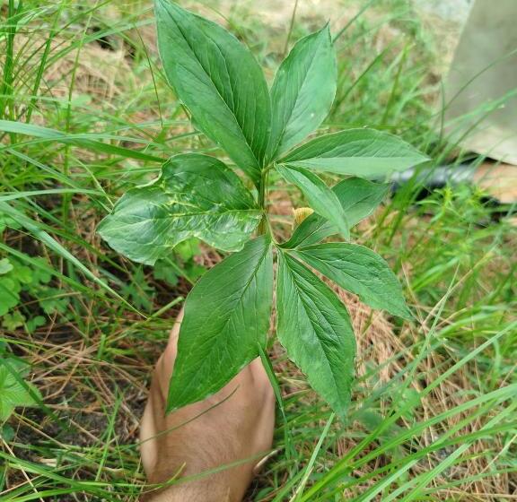 هتل Lahore Guest House, Dadar, Siran Valley