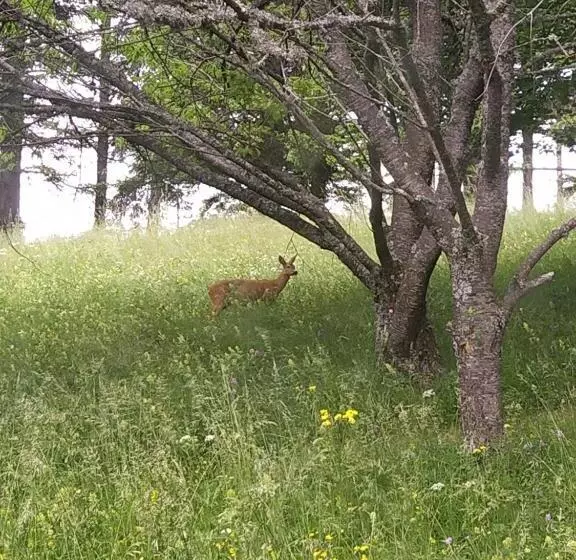 ベッドアンドブレックファースト Vue Sur Belladonna