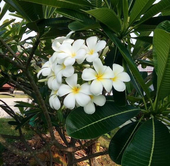 Khun Ohm Cha Am Resort