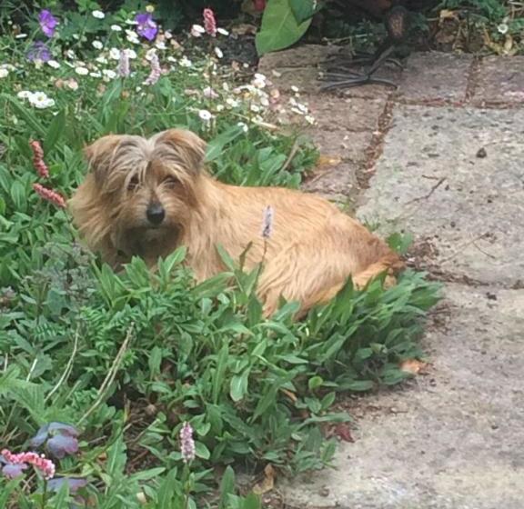 Bed and Breakfast Lime Trees Farm