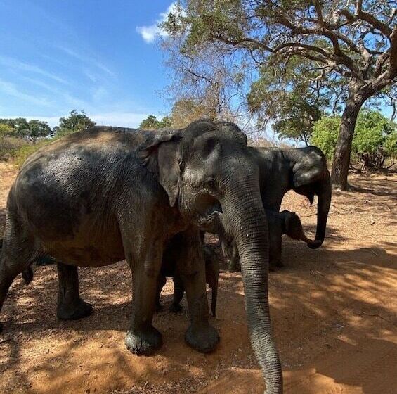 Yala Hotel Lion Air Conditioned Luxury