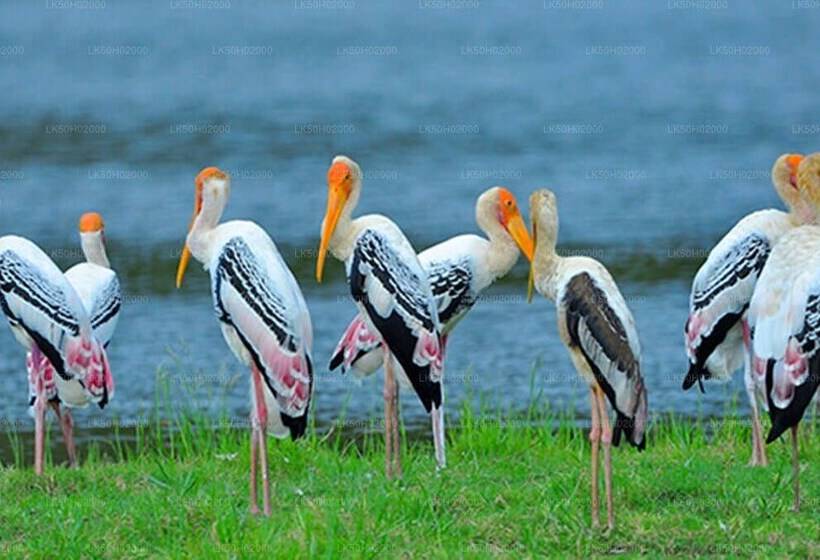 Yala Hotel Lion Air Conditioned Luxury