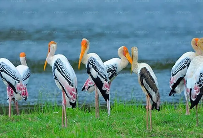 Yala Hotel Lion Air Conditioned Luxury