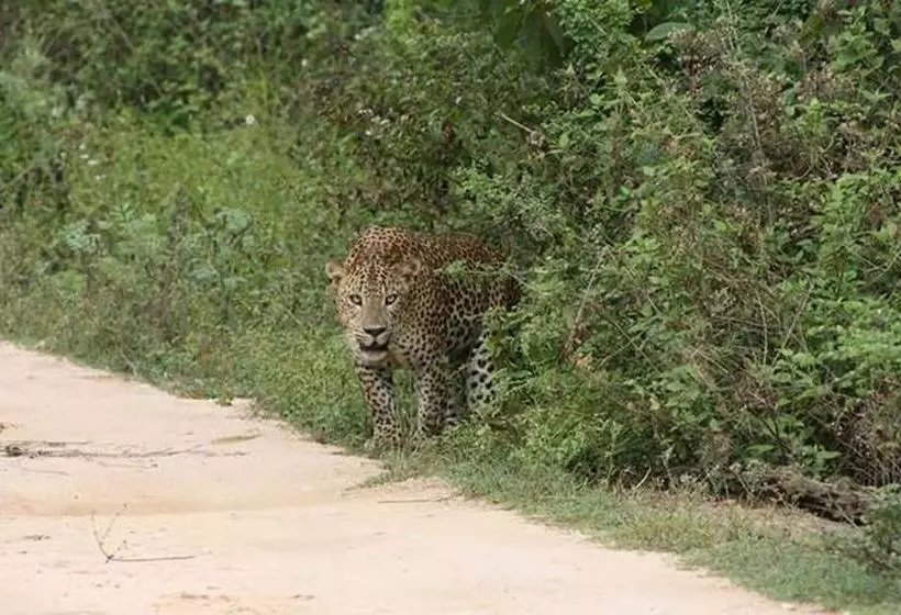 リゾートホテル Nature Park Udawalawe