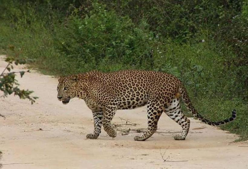 Lomakeskus Nature Park Udawalawe