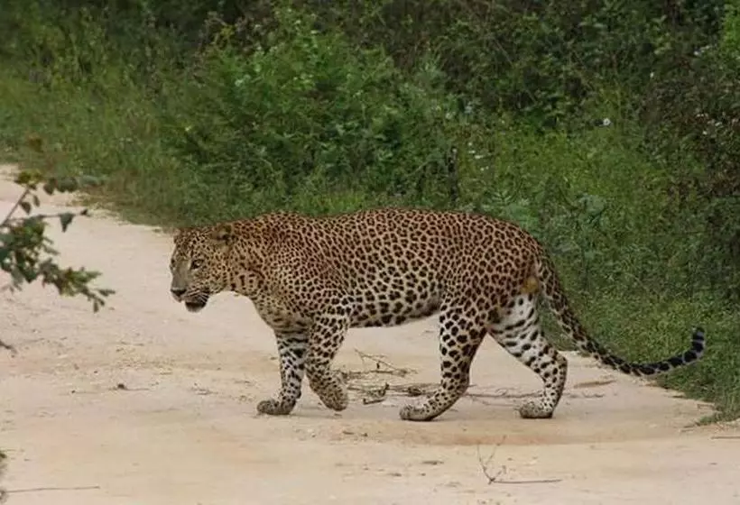 リゾートホテル Nature Park Udawalawe