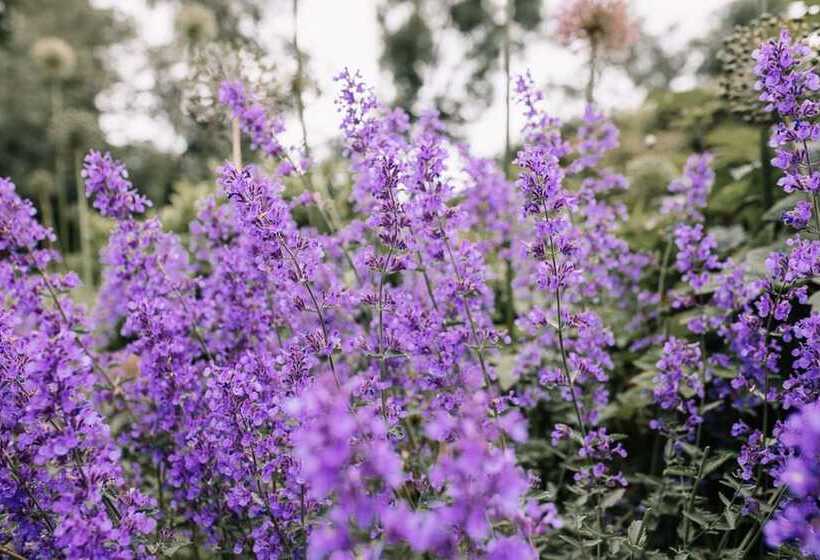 Aamiaismajoitus (B&B) Bay Tree Cottage