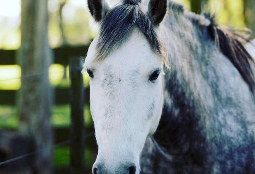 Complejo Turistico Flores Hotel De Campo