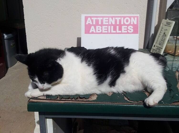 مبيت وإفطار 13 Bees