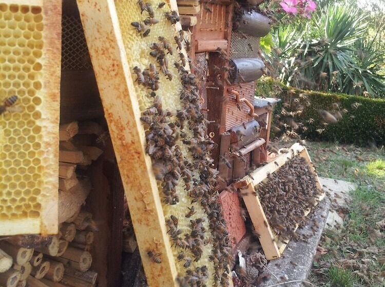 مبيت وإفطار 13 Bees