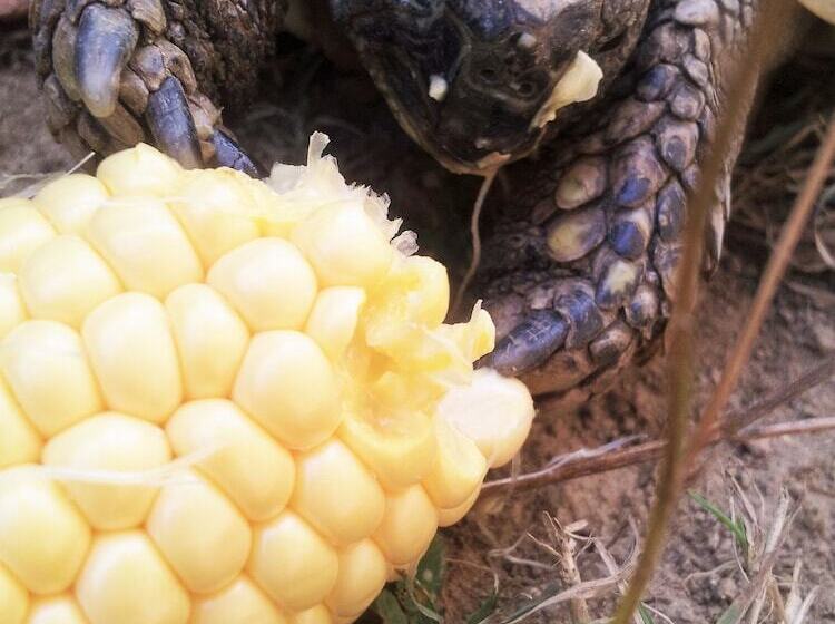 مبيت وإفطار 13 Bees