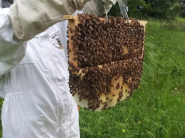 Bed and Breakfast 13 Bees