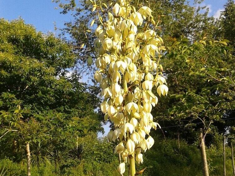 مبيت وإفطار 13 Bees