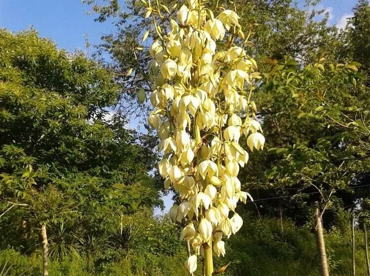 Bed and Breakfast 13 Bees