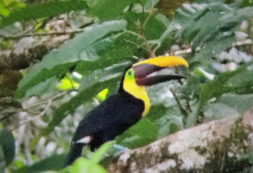 هتل Cabinas Bahía Uvita   Marino Ballena National Park Lodge
