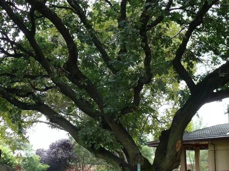 Aamiaismajoitus (B&B) 42onking