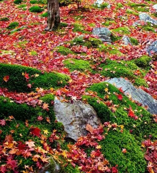 Ryokan Add Hostel Uji Cha Gan Ju Tei