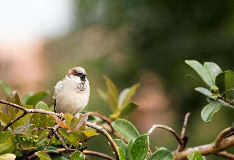 Bed and Breakfast Fairy Glen