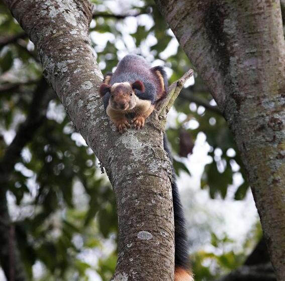 Bed and Breakfast Fairy Glen