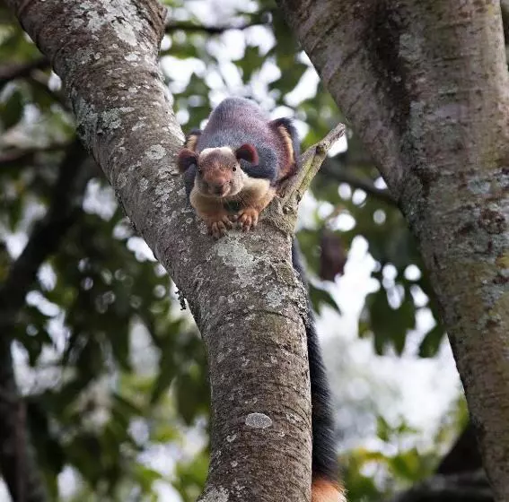 Aamiaismajoitus (B&B) Fairy Glen