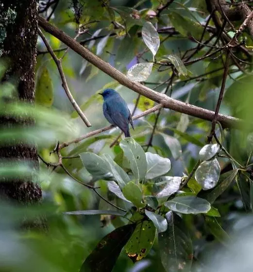 Aamiaismajoitus (B&B) Fairy Glen