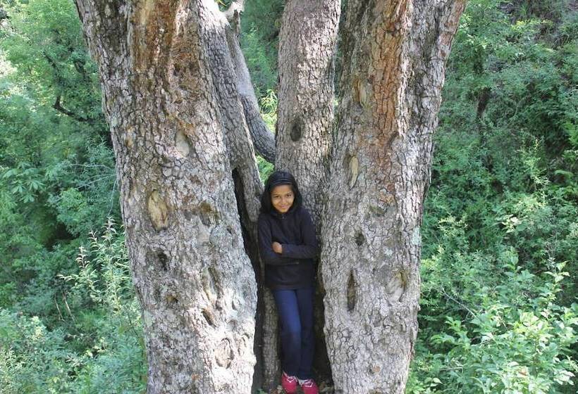 Resort Trinetra Orchards