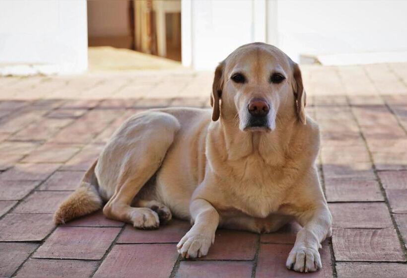 مبيت وإفطار Casa Largo Do Poço Guesthouse
