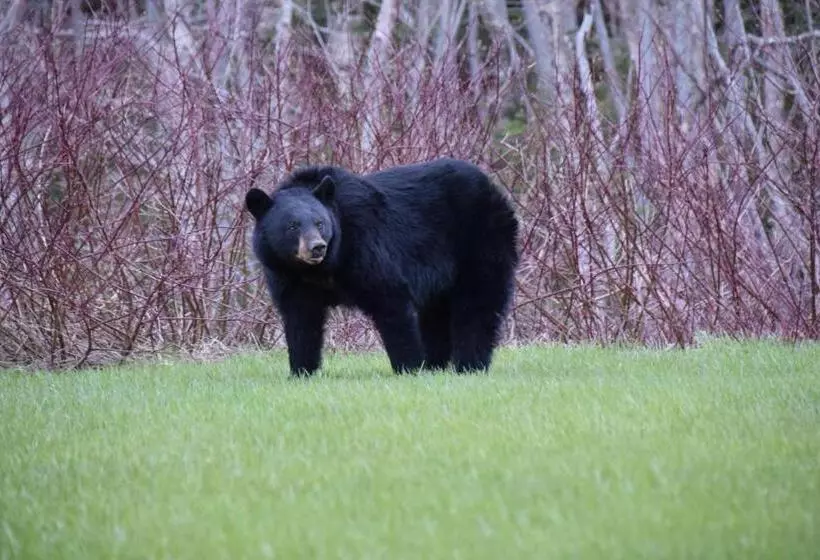 Motelli Les Cabines Sur Mer