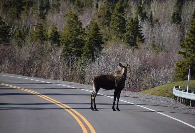 Motelli Les Cabines Sur Mer