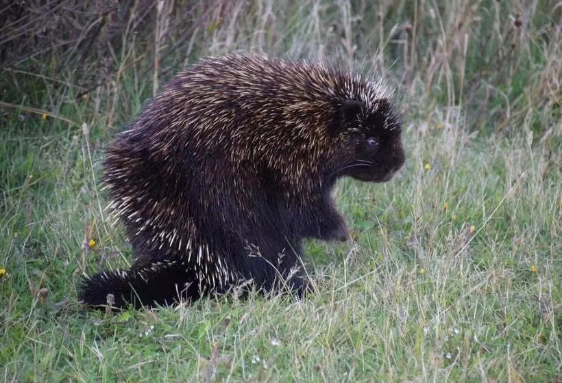 Motelli Les Cabines Sur Mer