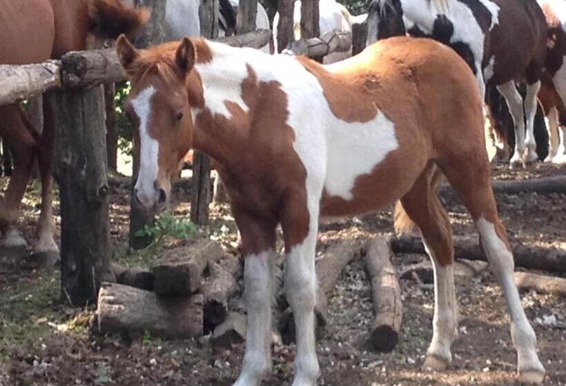 צימר La Culla Dei Castelli Romani