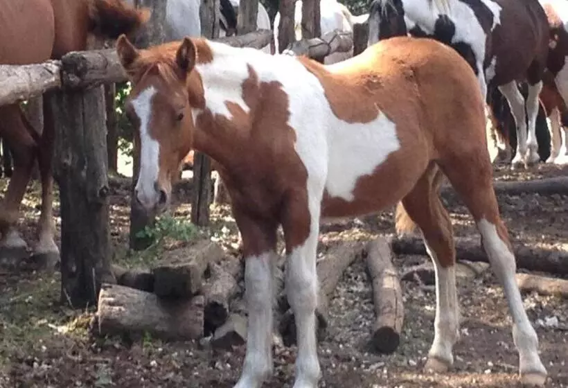 Aamiaismajoitus (B&B) La Culla Dei Castelli Romani