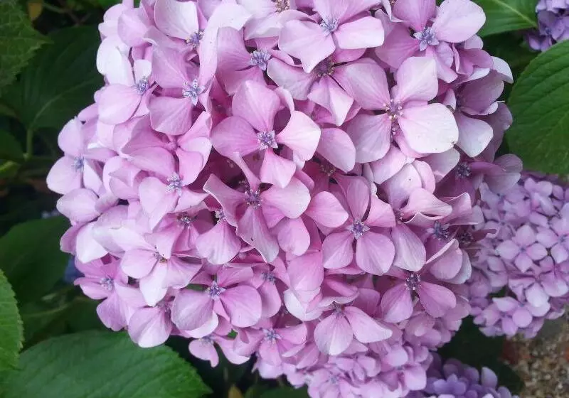 ベッドアンドブレックファースト Villa Abbamer